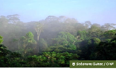 foret tropicale brume ONF