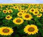 290px-Sunflowers