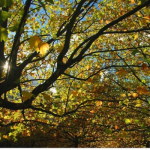 arbre feuille