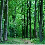 Forêt française